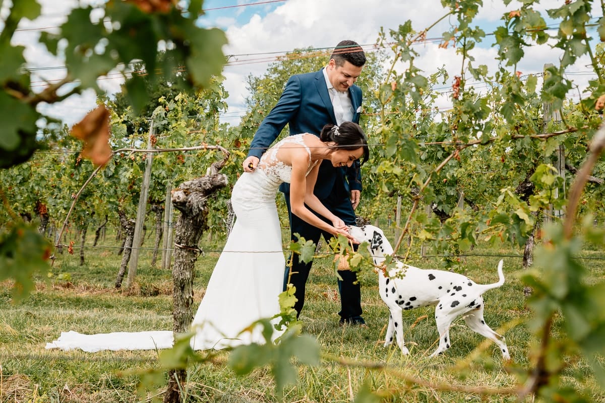 Dalmatiner bringt dem Hochzeitspaar ein Körbchen, während des Hochzeitsfotoshootings
