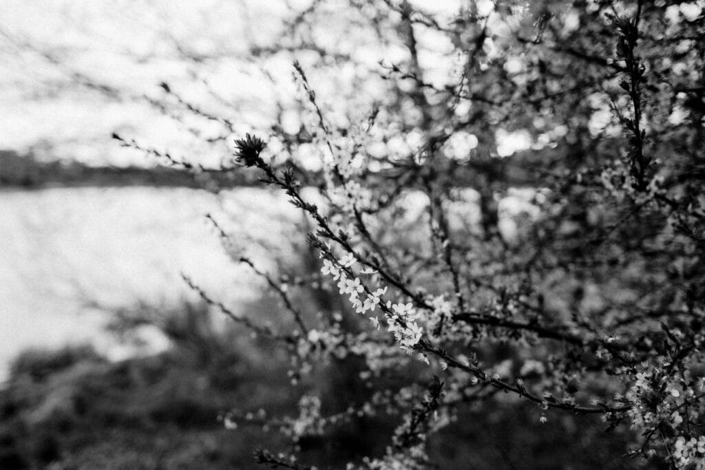 Verlobungsfotos am Berliner See